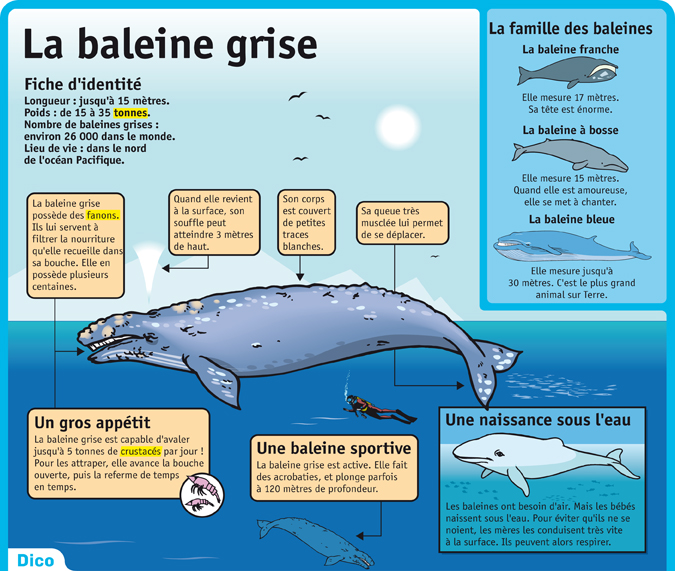 Playbac Presse Digital journaux jeunesse Le Petit Quotidien, Mon