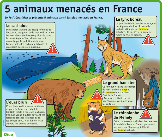 5 Animaux Menacés En France Le Petit Quotidien Le Seul
