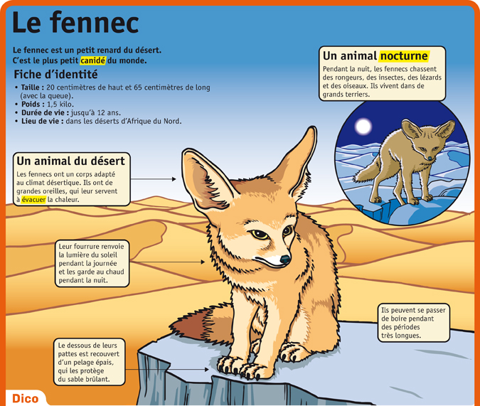 Expose Sur Le Chien Expose Sur Le Chien Cm1 - Communauté MCMS™.