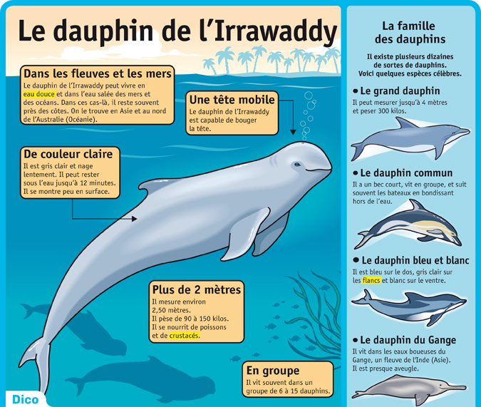 Le Dauphin De L Irrawaddy Le Petit Quotidien Le Seul Journal D Actualite Pour Les Enfants De 6 10 Ans