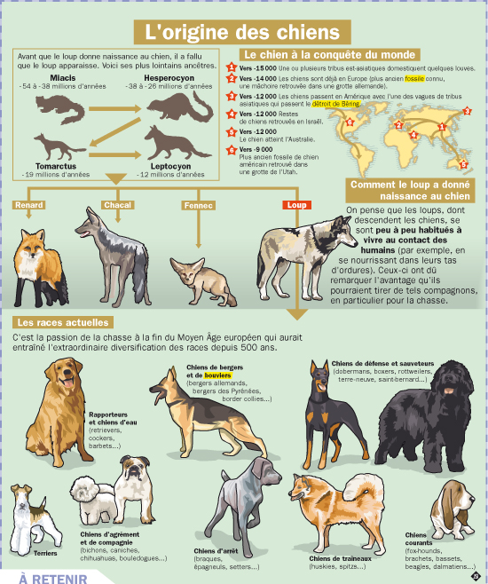 Quelles sont les origines du chien domestique ?