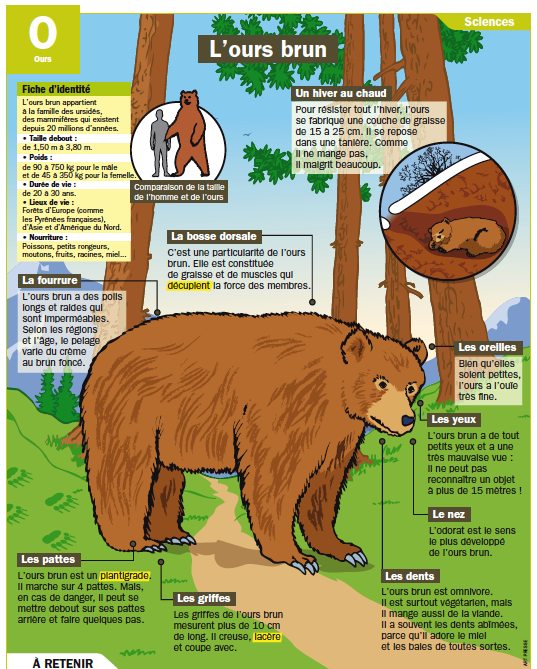 Caractéristiques et description de l'Ours brun
